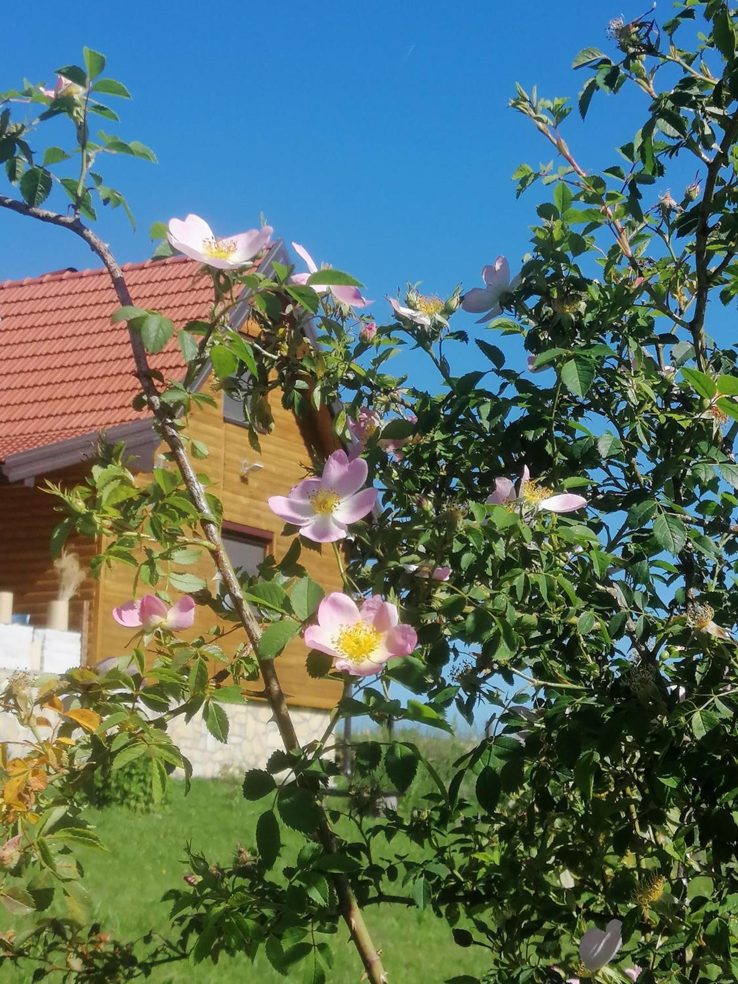 Apartament Tarin Zov Kaludjerske Bare Zewnętrze zdjęcie